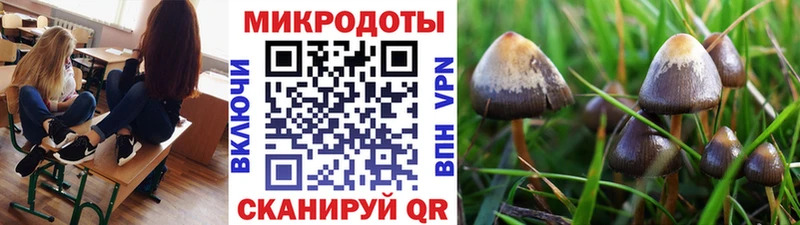 Галлюциногенные грибы Psilocybine cubensis Себеж